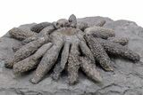 Jurassic Fossil Urchin (Reboulicidaris) - Amellago, Morocco #240002-1